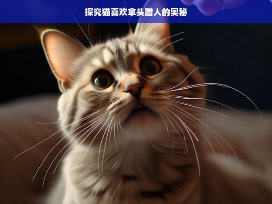 探究猫喜欢拿头蹭人的奥秘