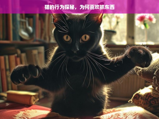 猫的行为探秘，为何喜欢抓东西