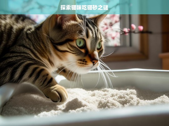 探索猫咪吃猫砂之谜