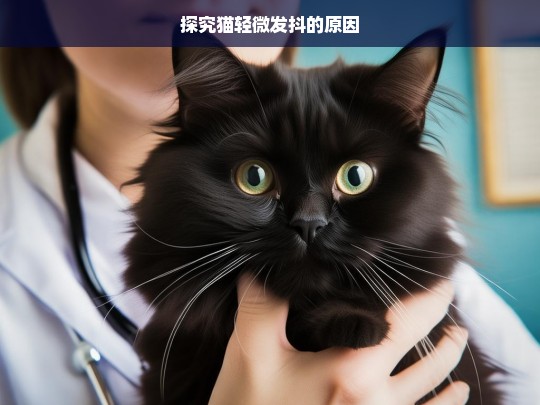 探究猫轻微发抖的原因