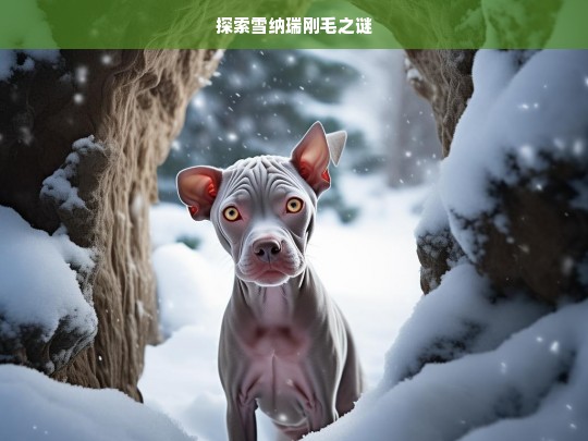 探索雪纳瑞刚毛之谜