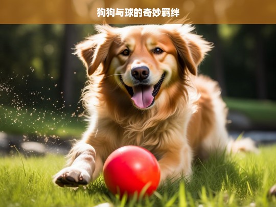 狗狗与球的奇妙羁绊