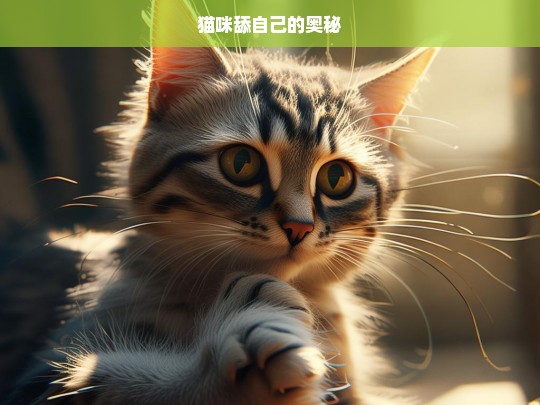 猫咪舔自己的奥秘