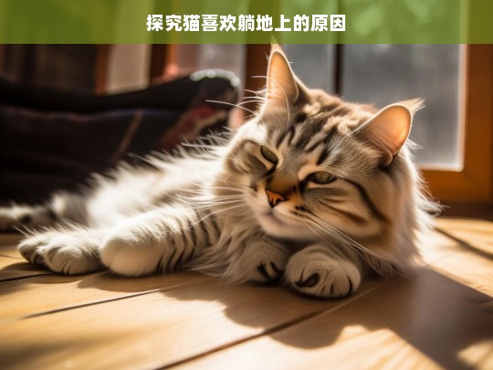 探究猫喜欢躺地上的原因