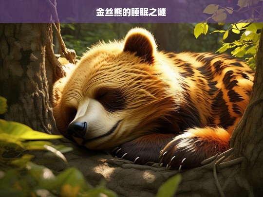 金丝熊的睡眠之谜