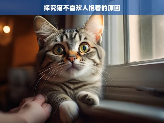 探究猫不喜欢人抱着的原因