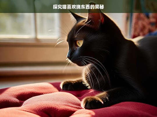 探究猫喜欢挠东西的奥秘