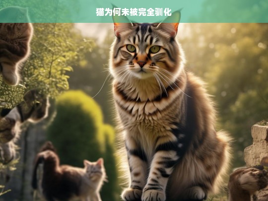 猫为何未被完全驯化