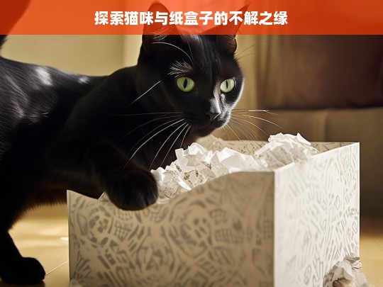 探索猫咪与纸盒子的不解之缘