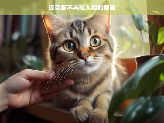 探究猫不喜欢人抱的原因