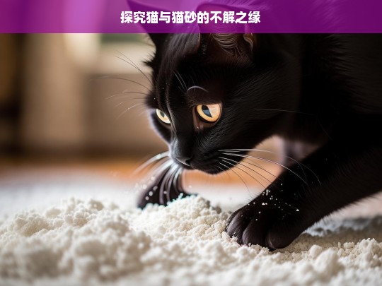 探究猫与猫砂的不解之缘