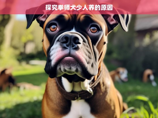 探究拳师犬少人养的原因