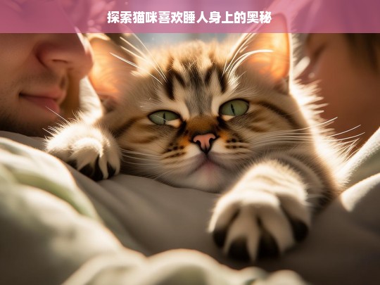 探索猫咪喜欢睡人身上的奥秘