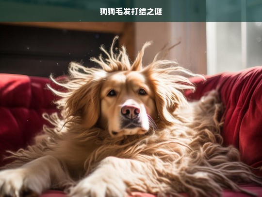 狗狗毛发打结之谜