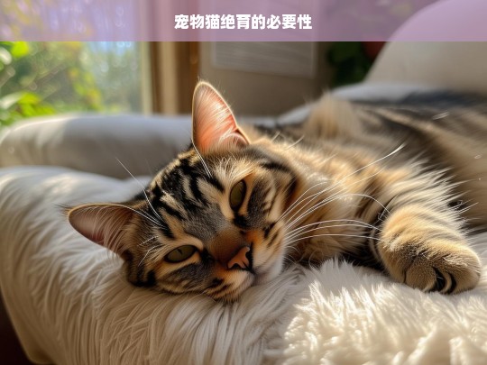 宠物猫绝育的必要性