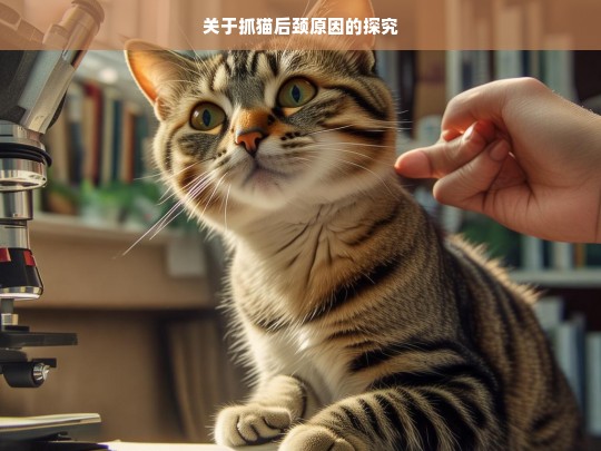 关于抓猫后颈原因的探究