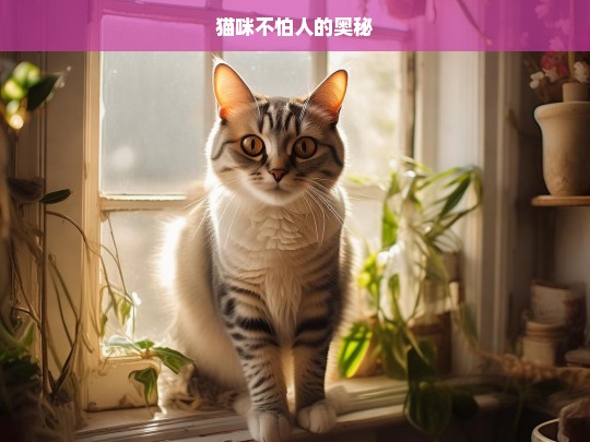 猫咪不怕人的奥秘