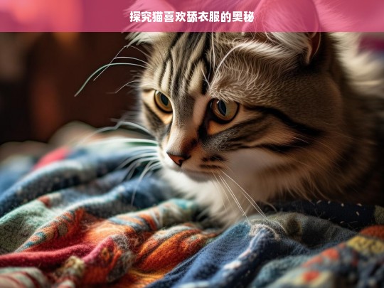 探究猫喜欢舔衣服的奥秘