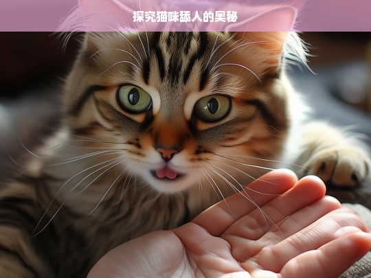 探究猫咪舔人的奥秘