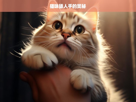 猫咪舔人手的奥秘