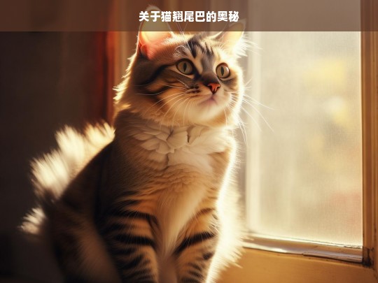 关于猫翘尾巴的奥秘