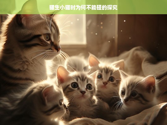 猫生小猫时为何不能碰的探究