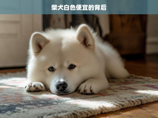 柴犬白色便宜的背后