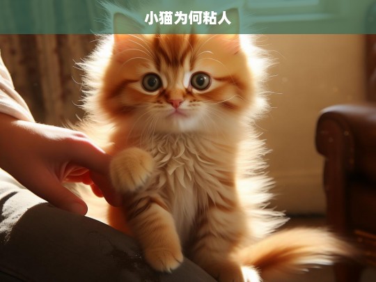 小猫为何粘人