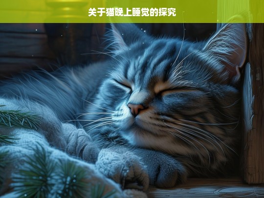 关于猫晚上睡觉的探究