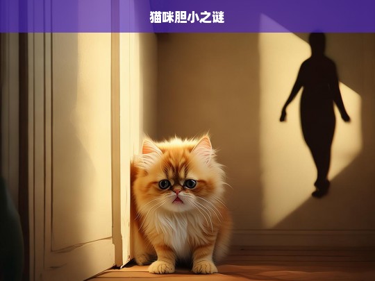 猫咪胆小之谜