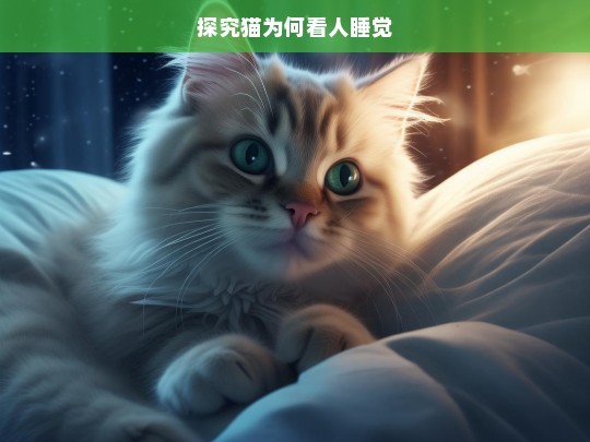 探究猫为何看人睡觉