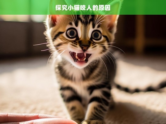 探究小猫咬人的原因