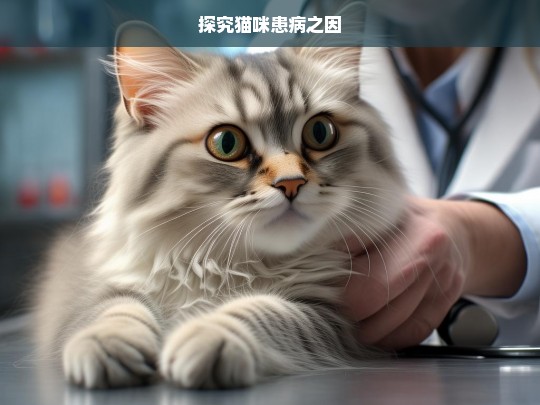 探究猫咪患病之因