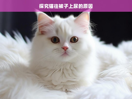 探究猫往被子上尿的原因