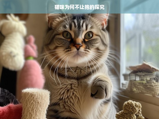 猫咪为何不让抱的探究