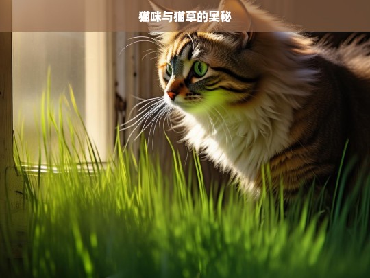 猫咪与猫草的奥秘