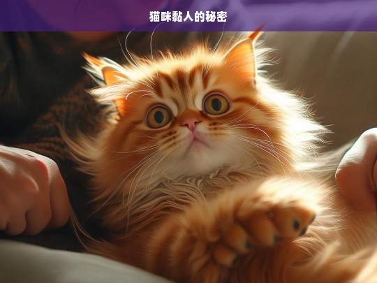 猫咪黏人的秘密