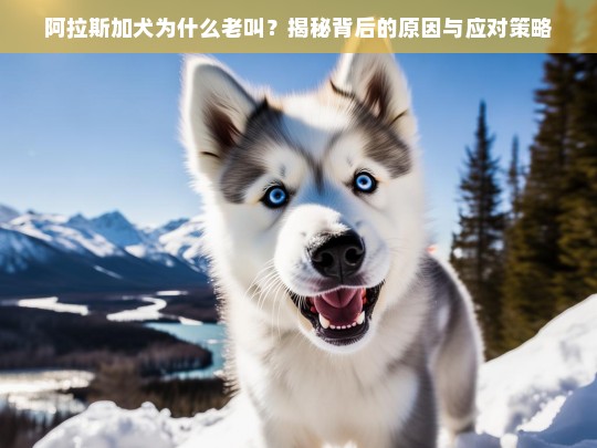 阿拉斯加犬为什么老叫？揭秘背后的原因与应对策略