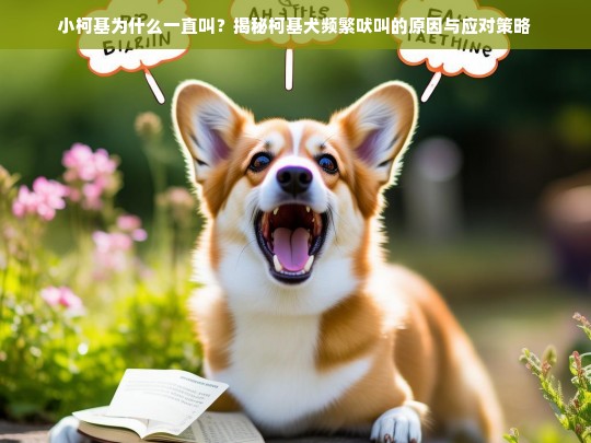 小柯基为什么一直叫？揭秘柯基犬频繁吠叫的原因与应对策略