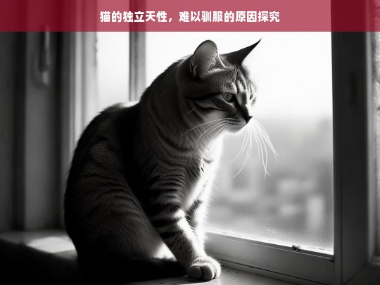 猫的独立天性，难以驯服的原因探究