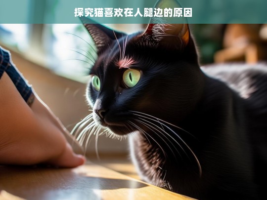 探究猫喜欢在人腿边的原因