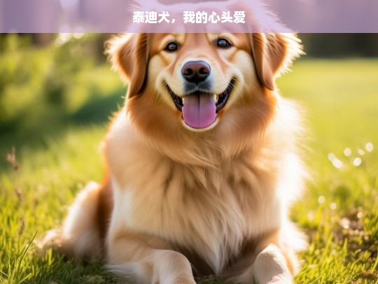 泰迪犬，我的心头爱