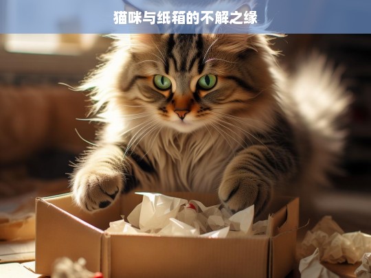 猫咪与纸箱的不解之缘