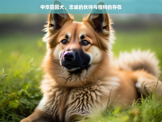 中华田园犬，忠诚的伙伴与独特的存在