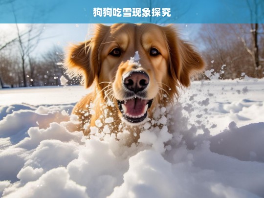 狗狗吃雪现象探究