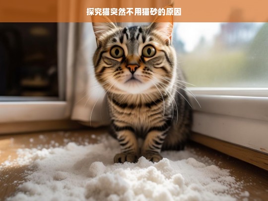 探究猫突然不用猫砂的原因