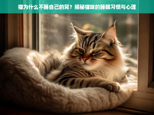 猫为什么不睡自己的窝？揭秘猫咪的睡眠习惯与心理