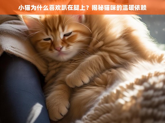 小猫为什么喜欢趴在腿上？揭秘猫咪的温暖依赖