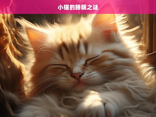 小猫的睡眠之谜