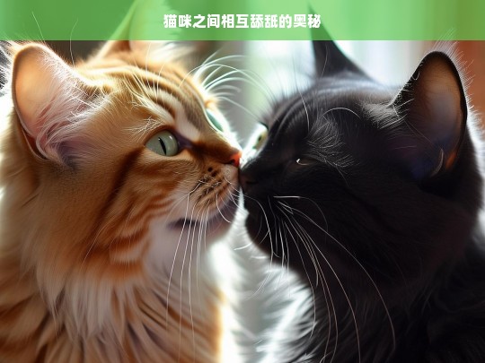 猫咪之间相互舔舐的奥秘